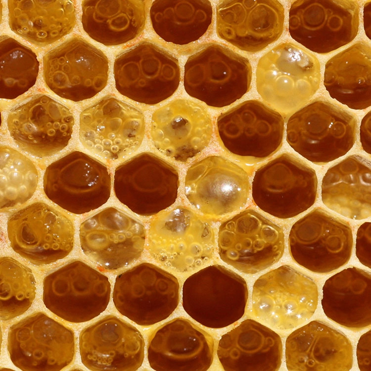 Premium 100% Pure Buckwheat Honey Wholesaler
