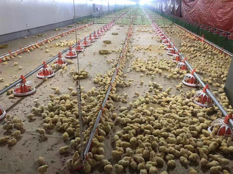 Layer egg chicken poultry farm house