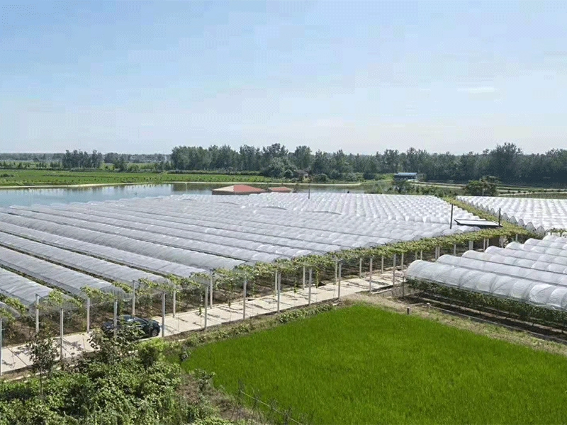 Galvanized steel frame agricultural greenhouse for vegetables