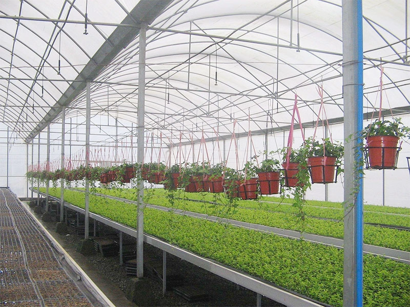 Greenhouse flower cultivation