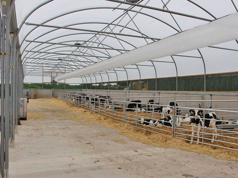 Low cost steel structure poultry breeding sheds