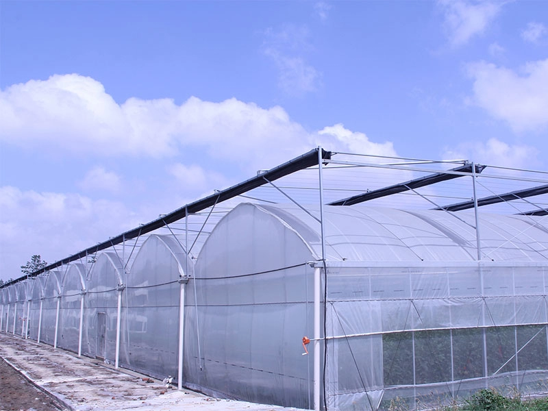 Steel structure multi-span film greenhouse