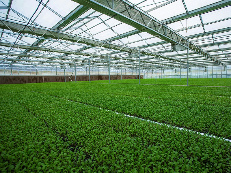 Greenhouse seedling cultivation