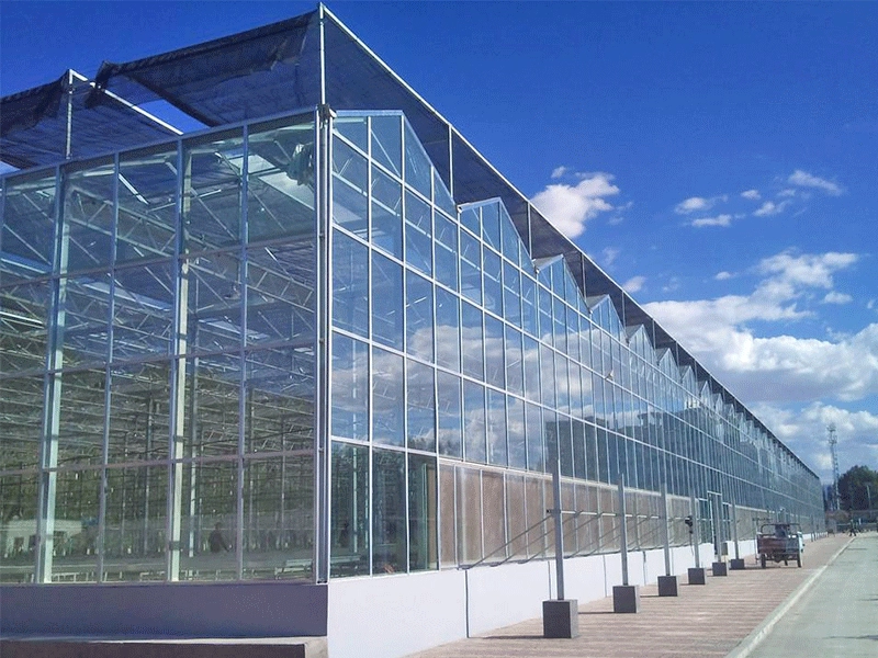 Multi-span film greenhouses for vegetables planting
