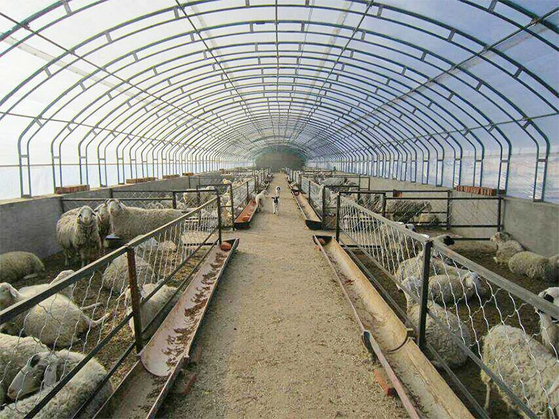New fashion livestock farm steel structural shed