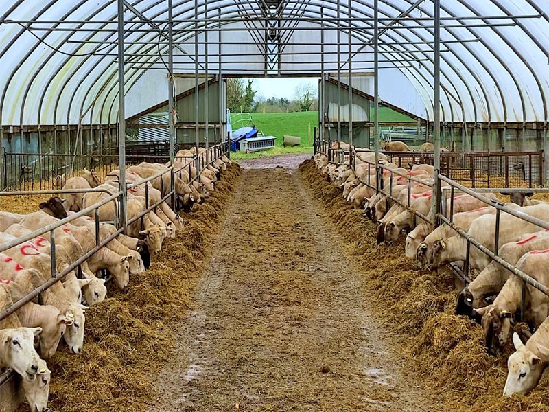 Cheap light steel livestock shelter cattle goat breeding farming shed