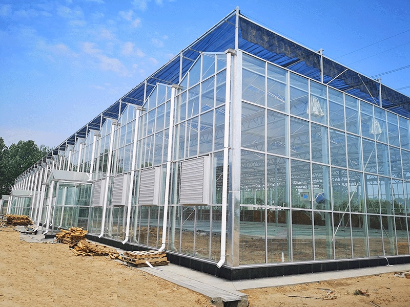 Multi-span film greenhouses for vegetables planting